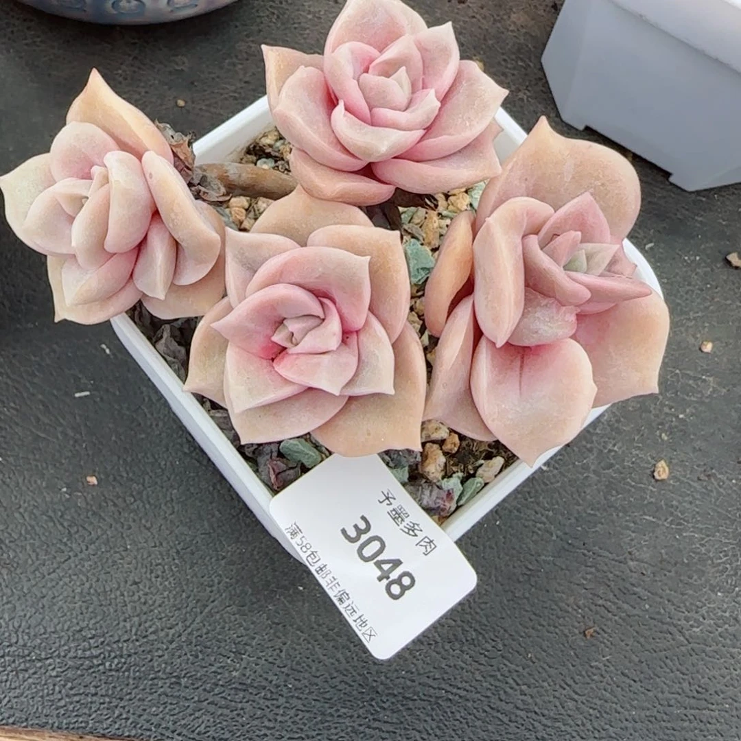 可爱玫瑰无砍，3048多肉