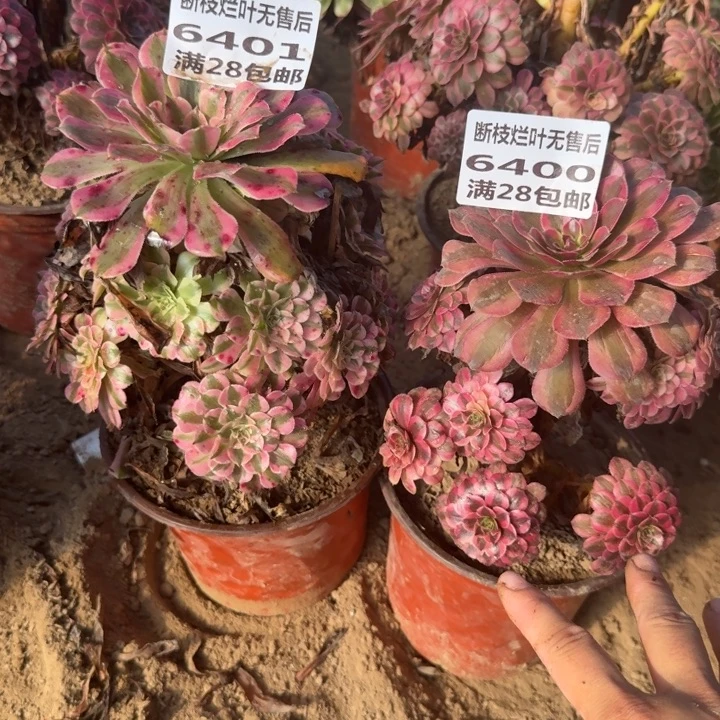 浩***妍6401/6402两个组合多肉A