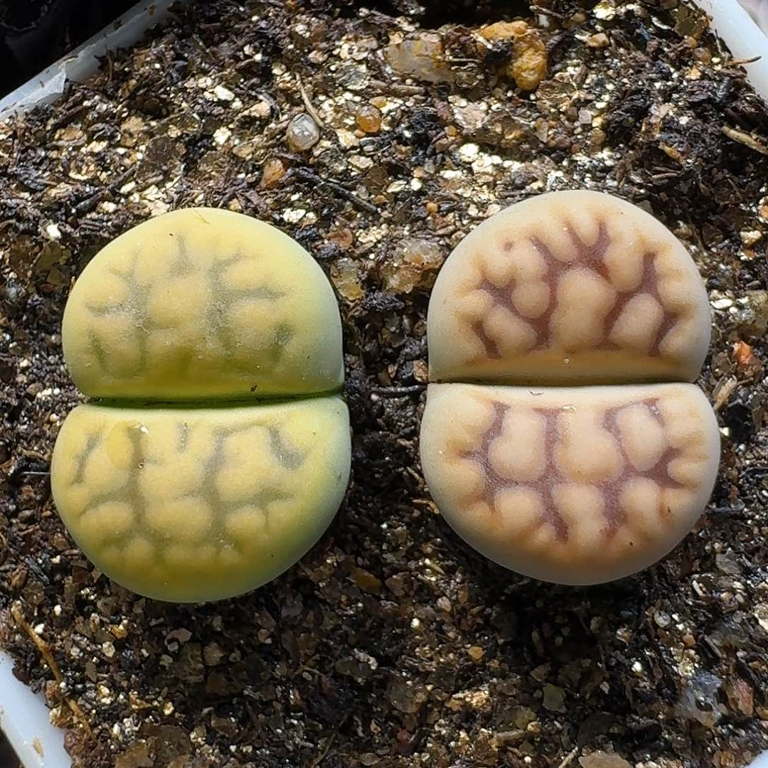 生石花1111111。  99