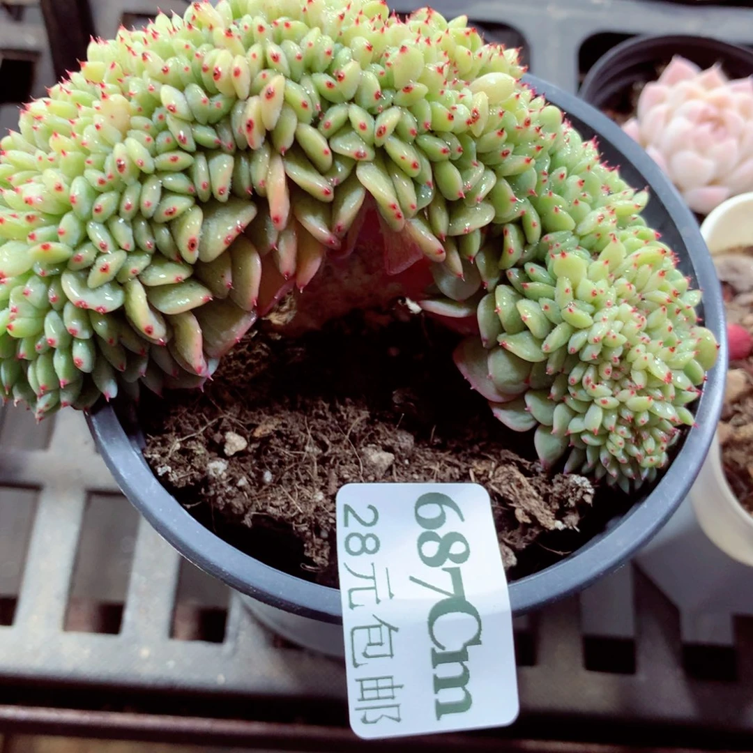 5厘米盆精控多肉687