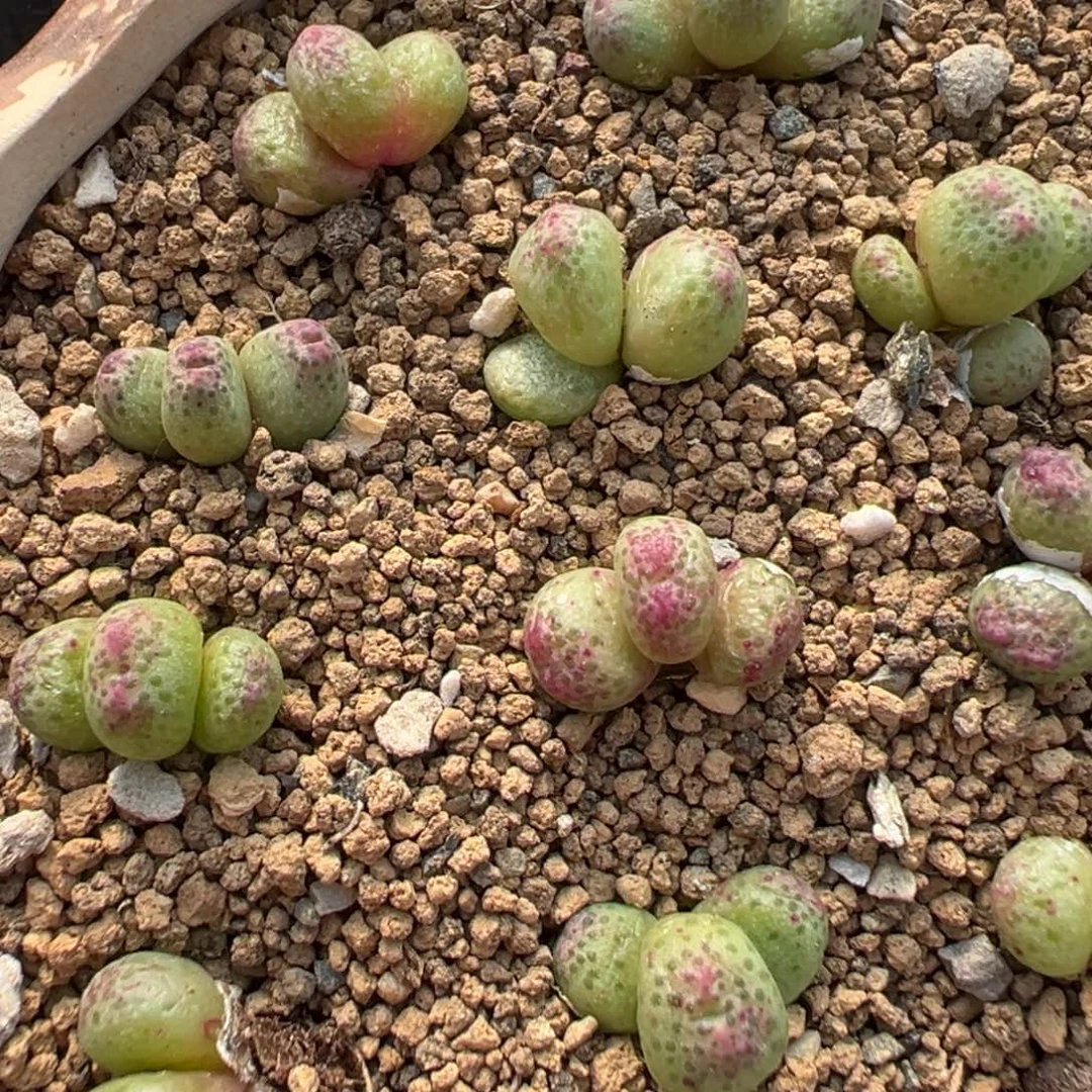 量拍园艺3头草莓斑马一颗
