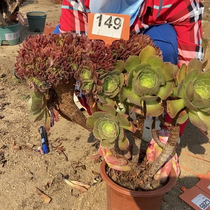 y*149玫瑰缀化老桩朵朵