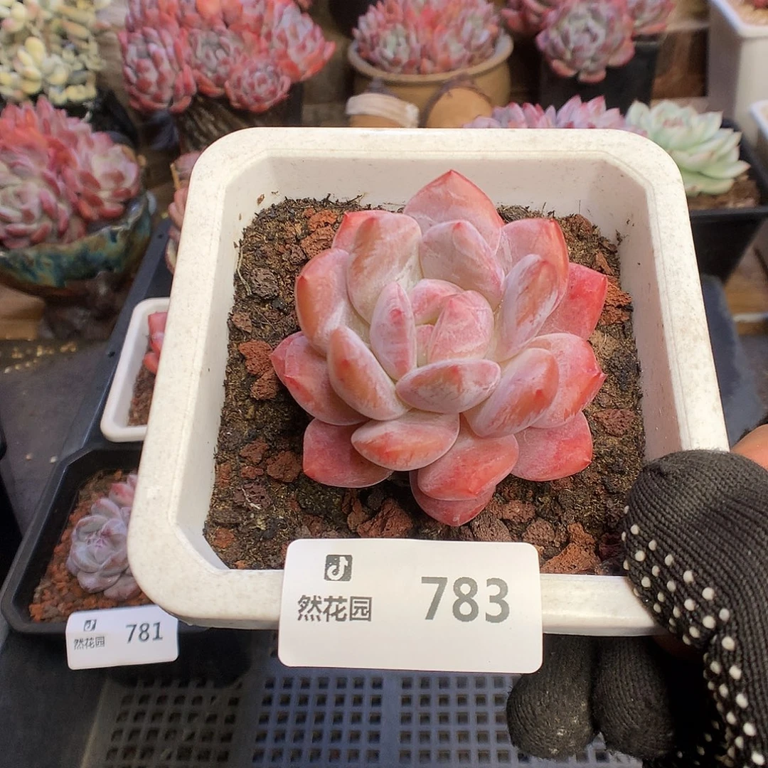 783雪天使多肉植物66666
