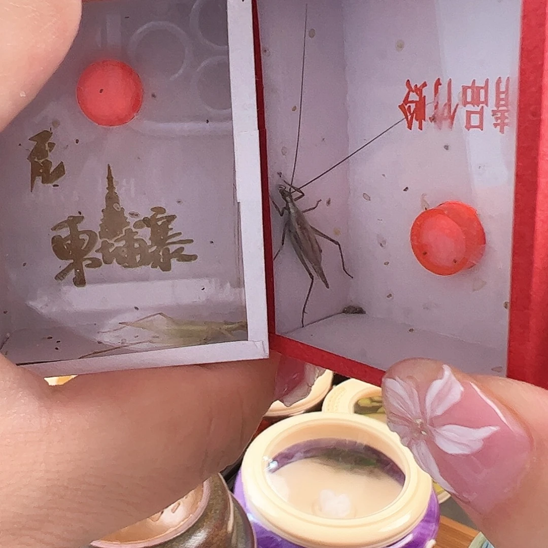 哈哈哈紫竹柬埔寨