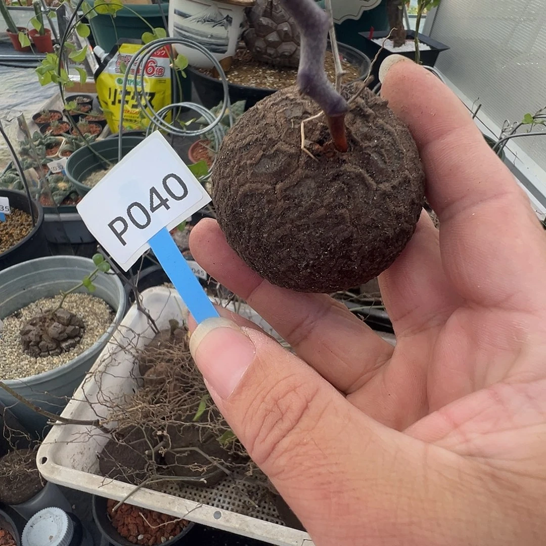 多肉植物专拍 一物一拍 南非龟甲龙040
