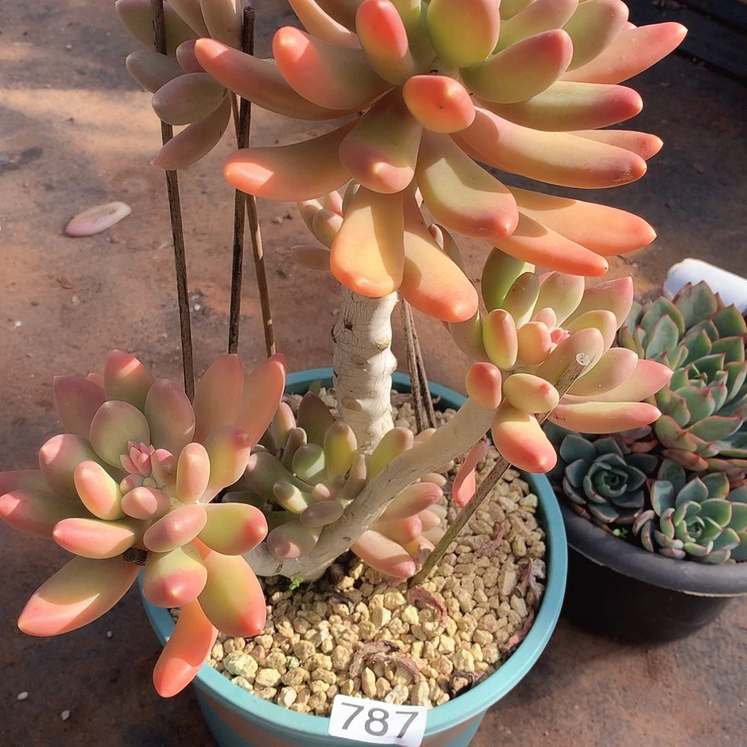 787金蝉一物一拍多肉