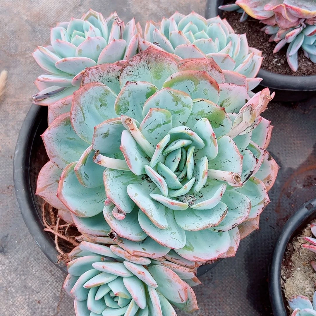 凤橙4头，多肉植物
