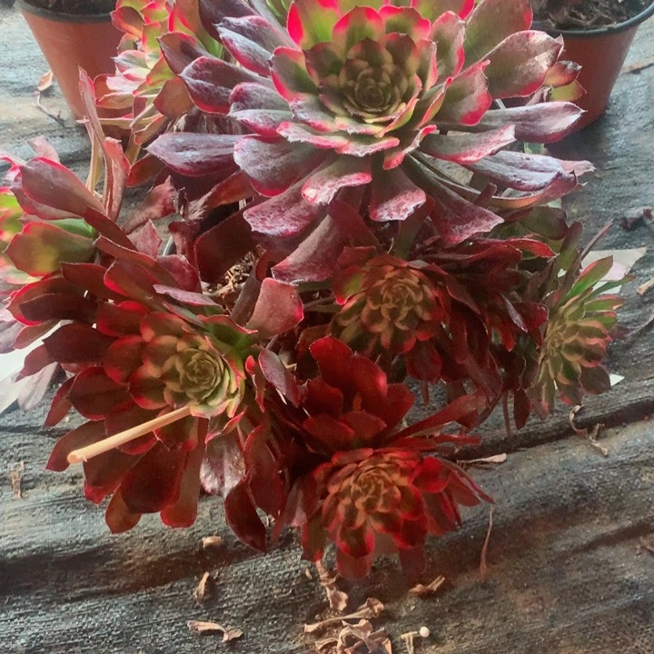 多肉植物烟花632