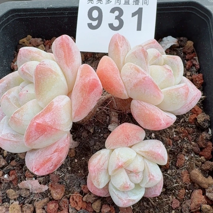 冰玉老桩         精控精养多肉植物