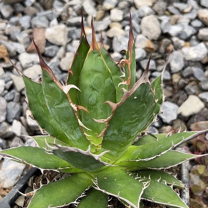 霍利达24578990999000