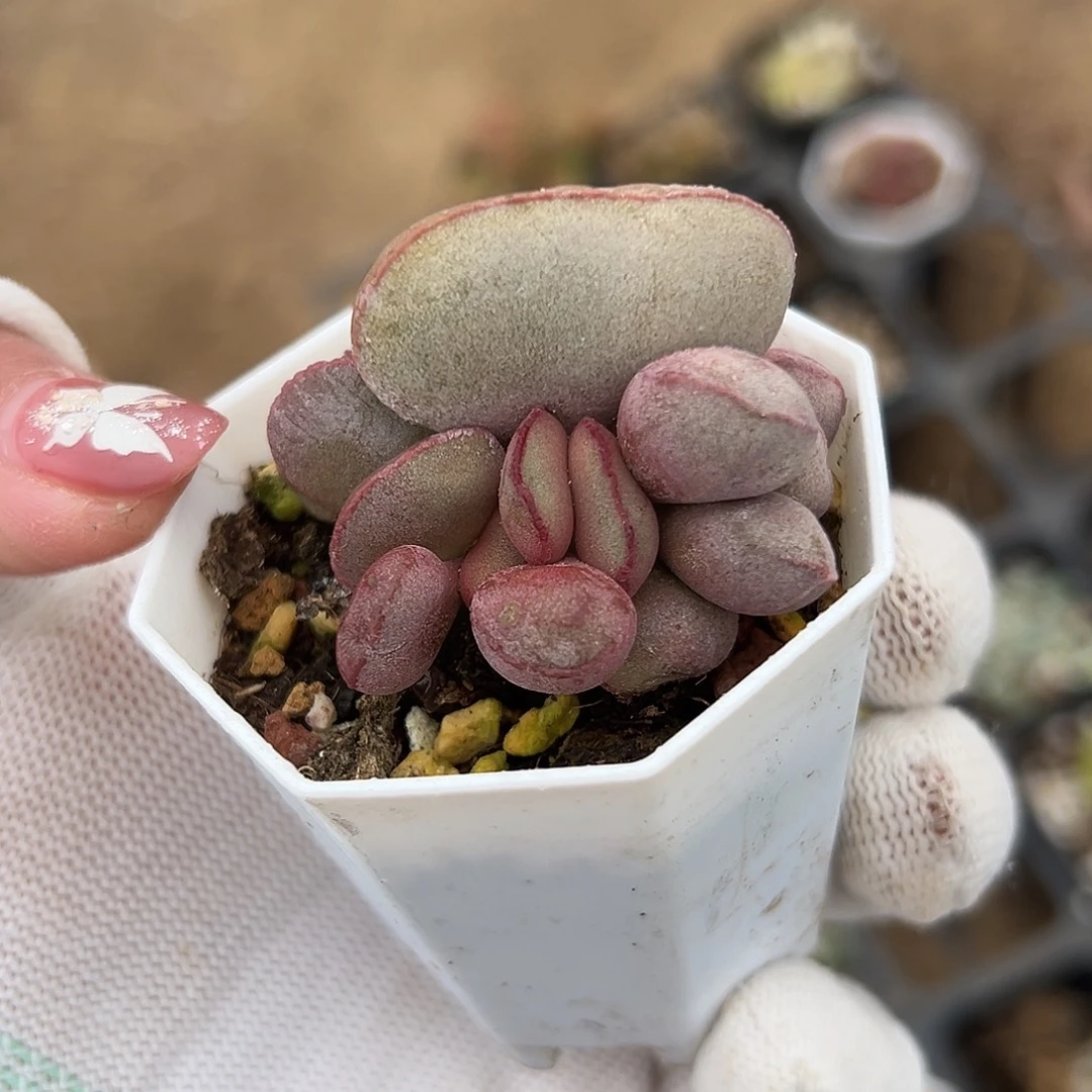 多肉植物红蛋水泡