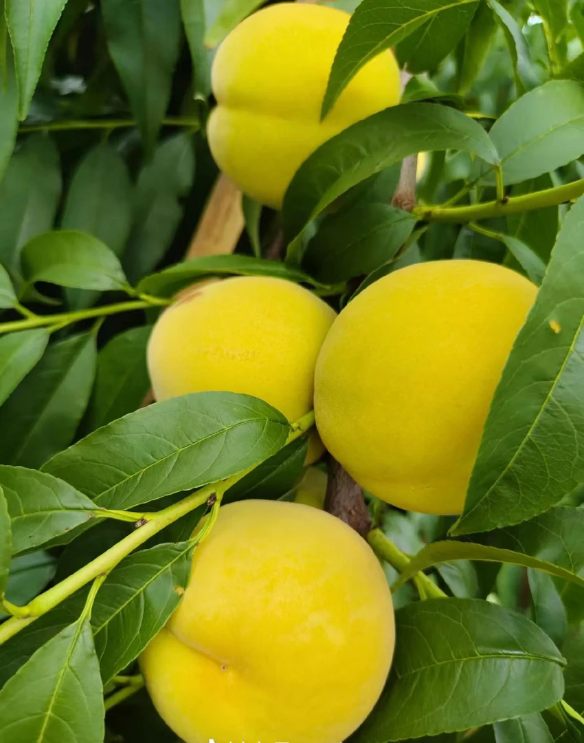 【现摘现发】蒙阴黄金桃新鲜应季酸甜口两吃黄桃罐头 顺丰包邮