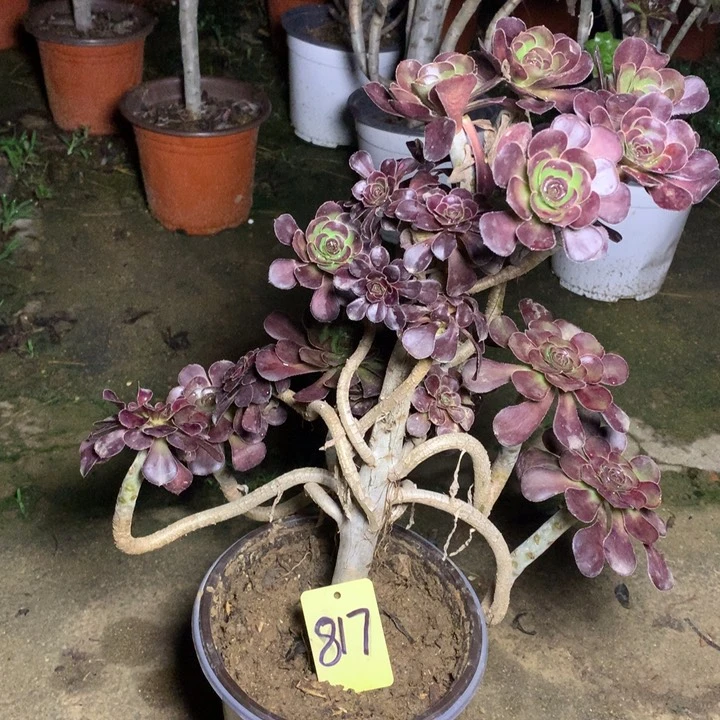 817玫瑰圆叶多肉一物一拍
