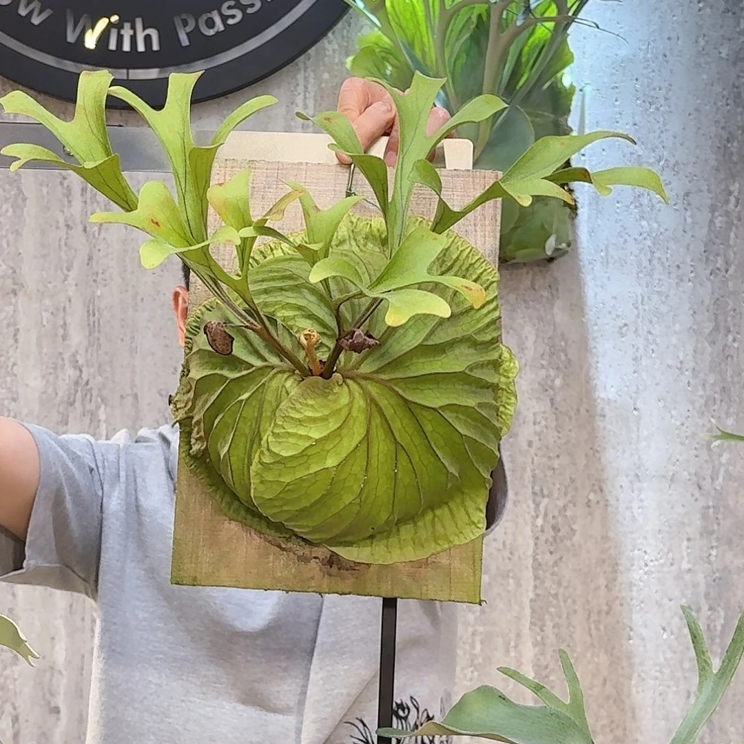 完全开放亚猴鹿角蕨