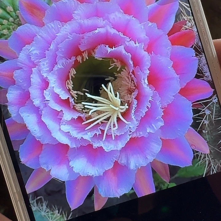 七仙女侧芽5公分左右毛花柱（20包邮）