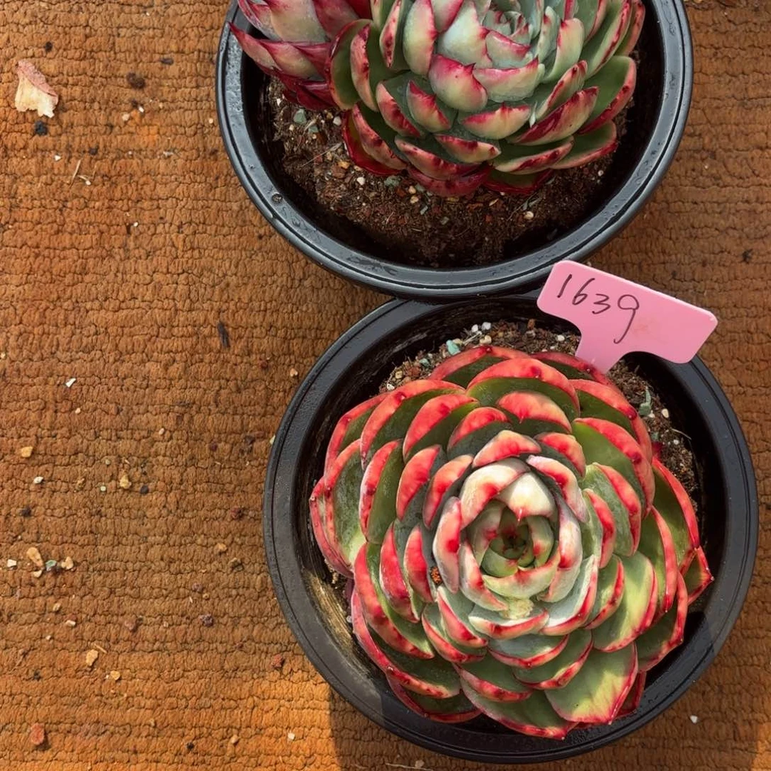 惊鸿好看好看1639号