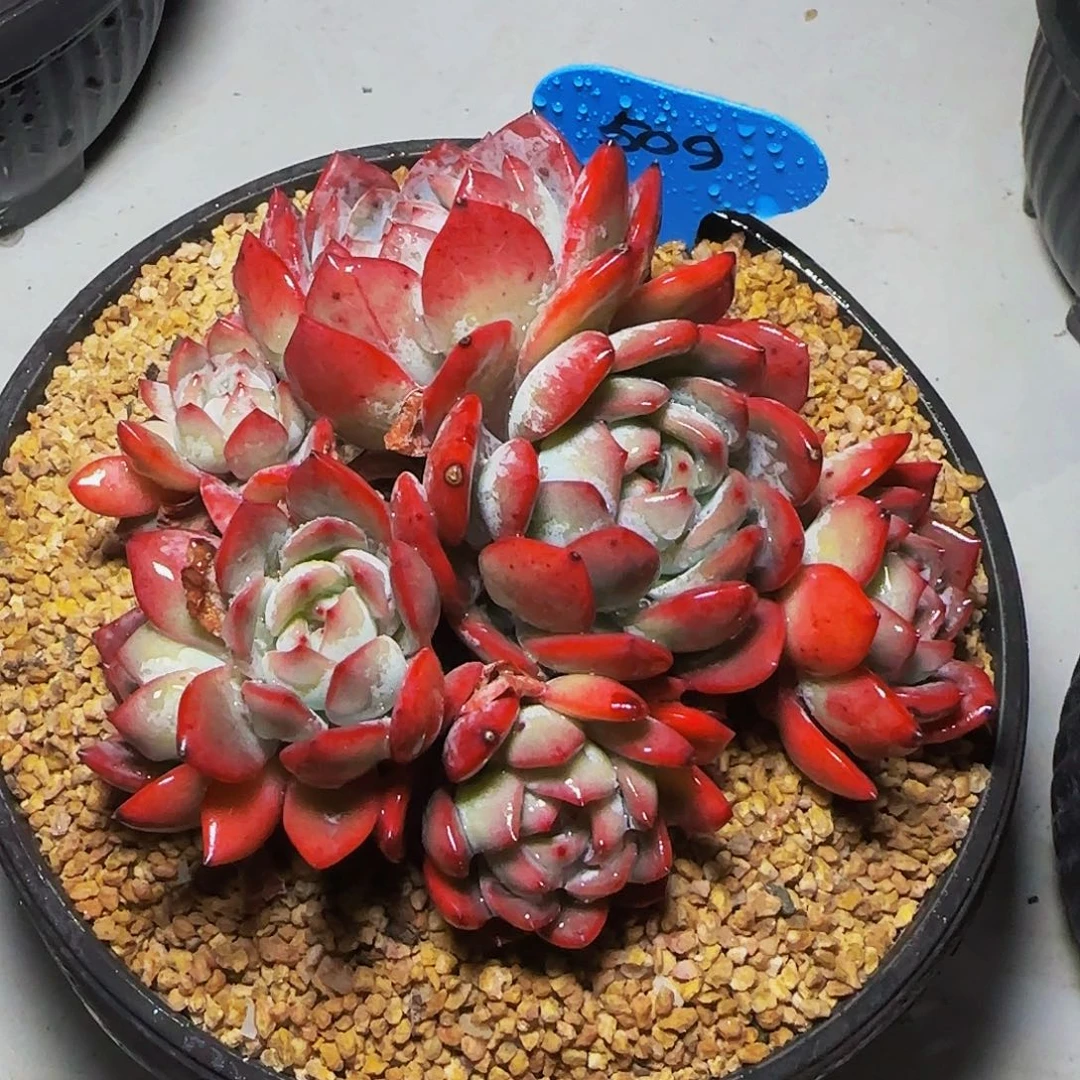 全明星509号一物一拍