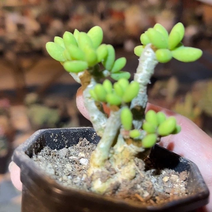 满38包邮2天凑单，脱土晾根发货多肉植物诸****院