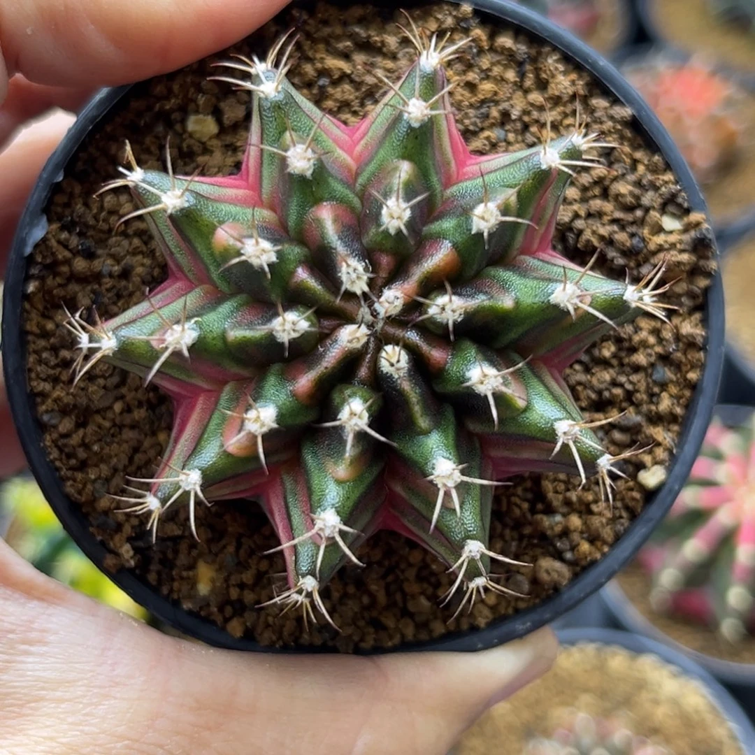 一物一拍带盆土发