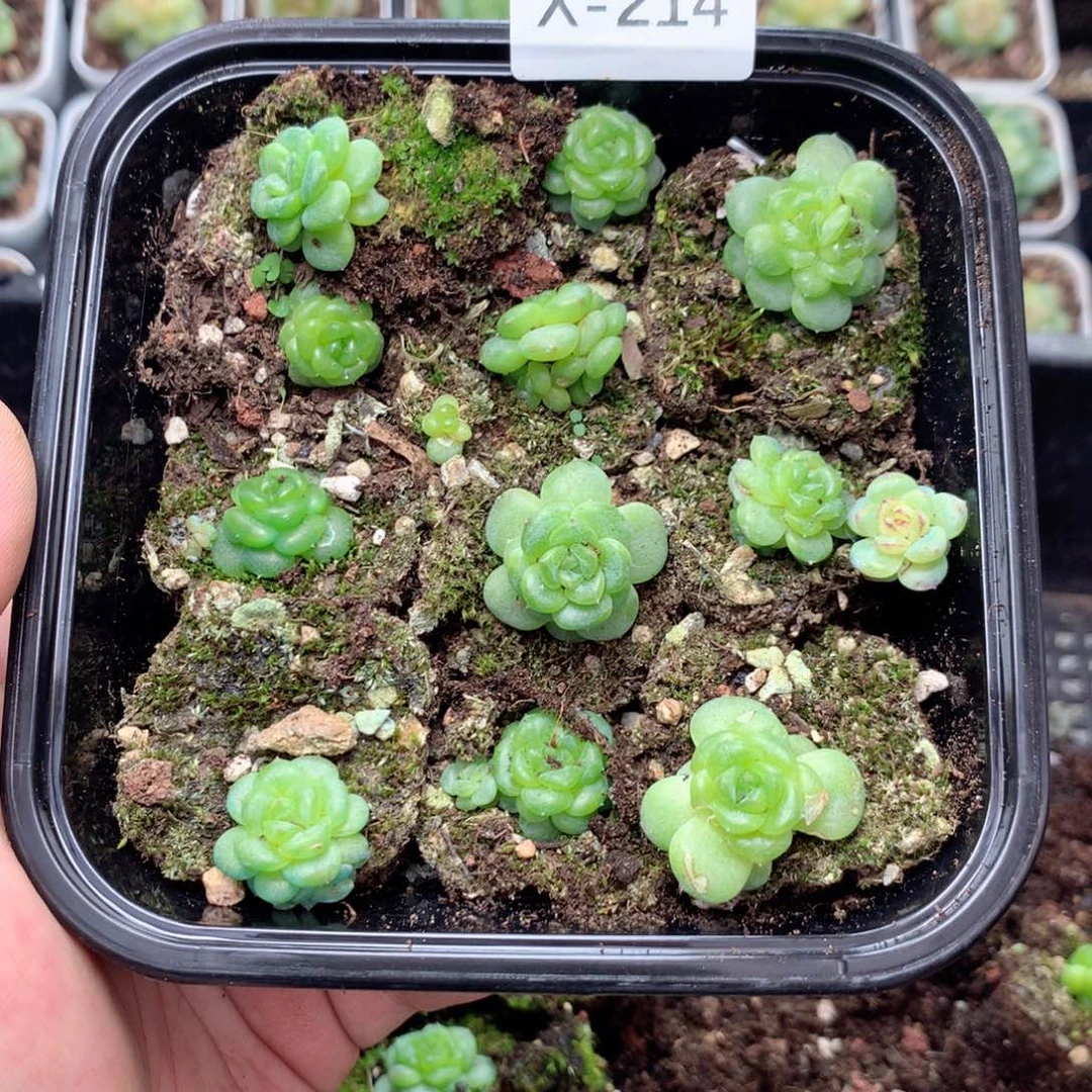 无花朵X214英语英语