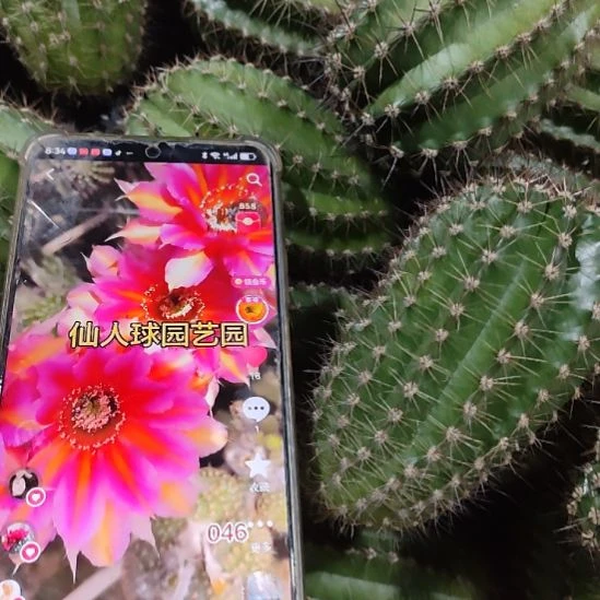 仙人球彩草046侧芽