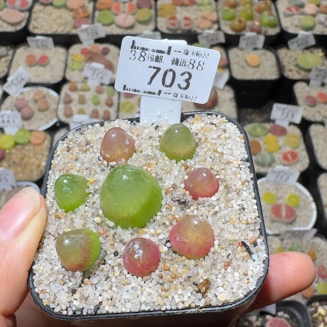 Sss精品清货价703