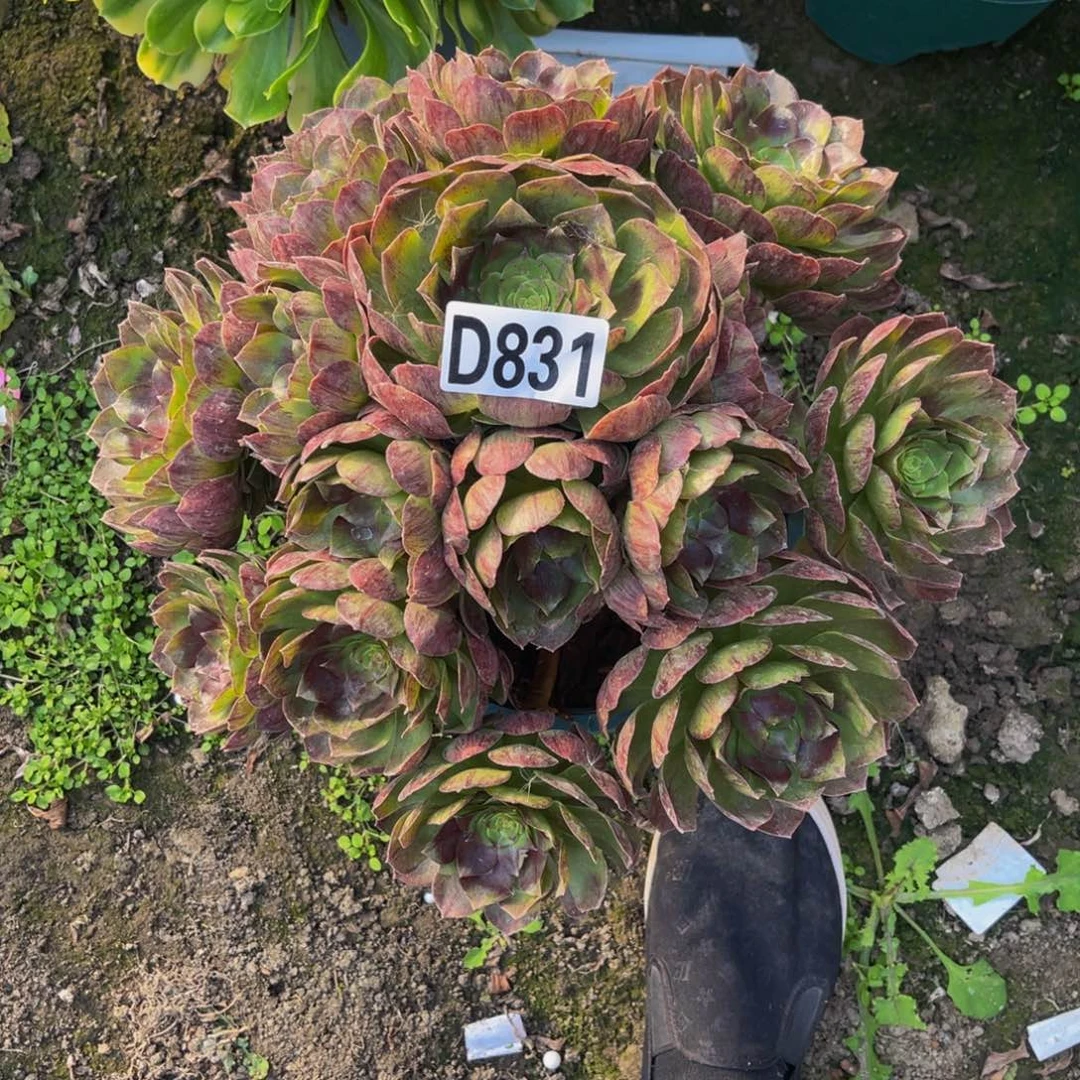 黑魔法师26-1包邮