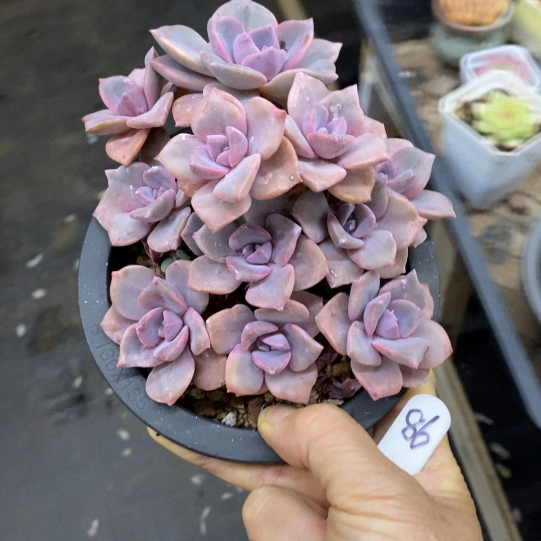 精品多肉一物一拍不包整86