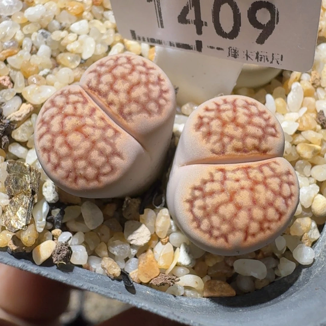 高品质生石花清清1409