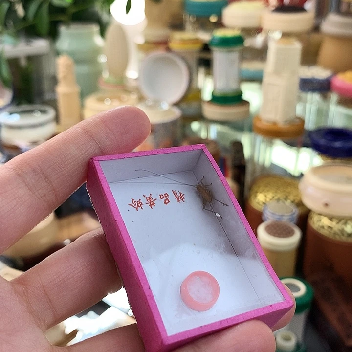 津***念三只虫啊啊啊啊啊