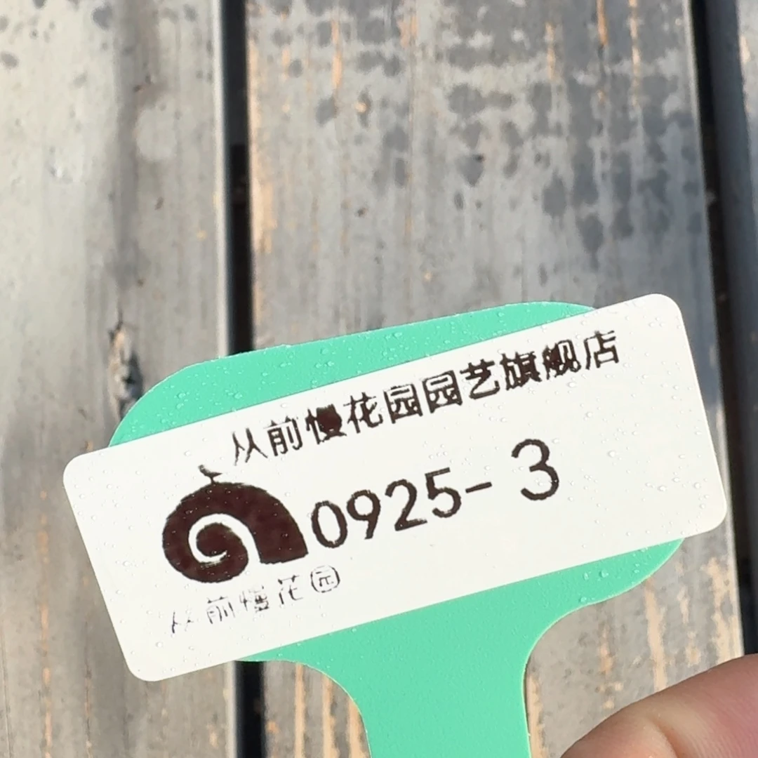 从前慢多肉精选编号0925.3
