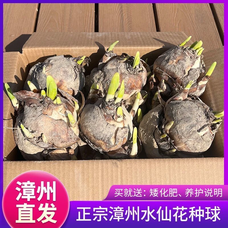 正宗漳州水仙花种球水仙单瓣特大冬季耐寒室内水培浓香春节开