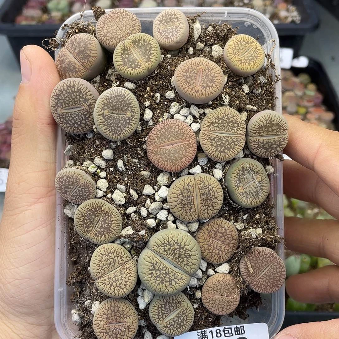 当天凑满十八元包邮528