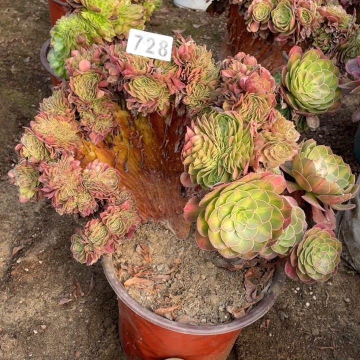 32厘米抹茶缀728号