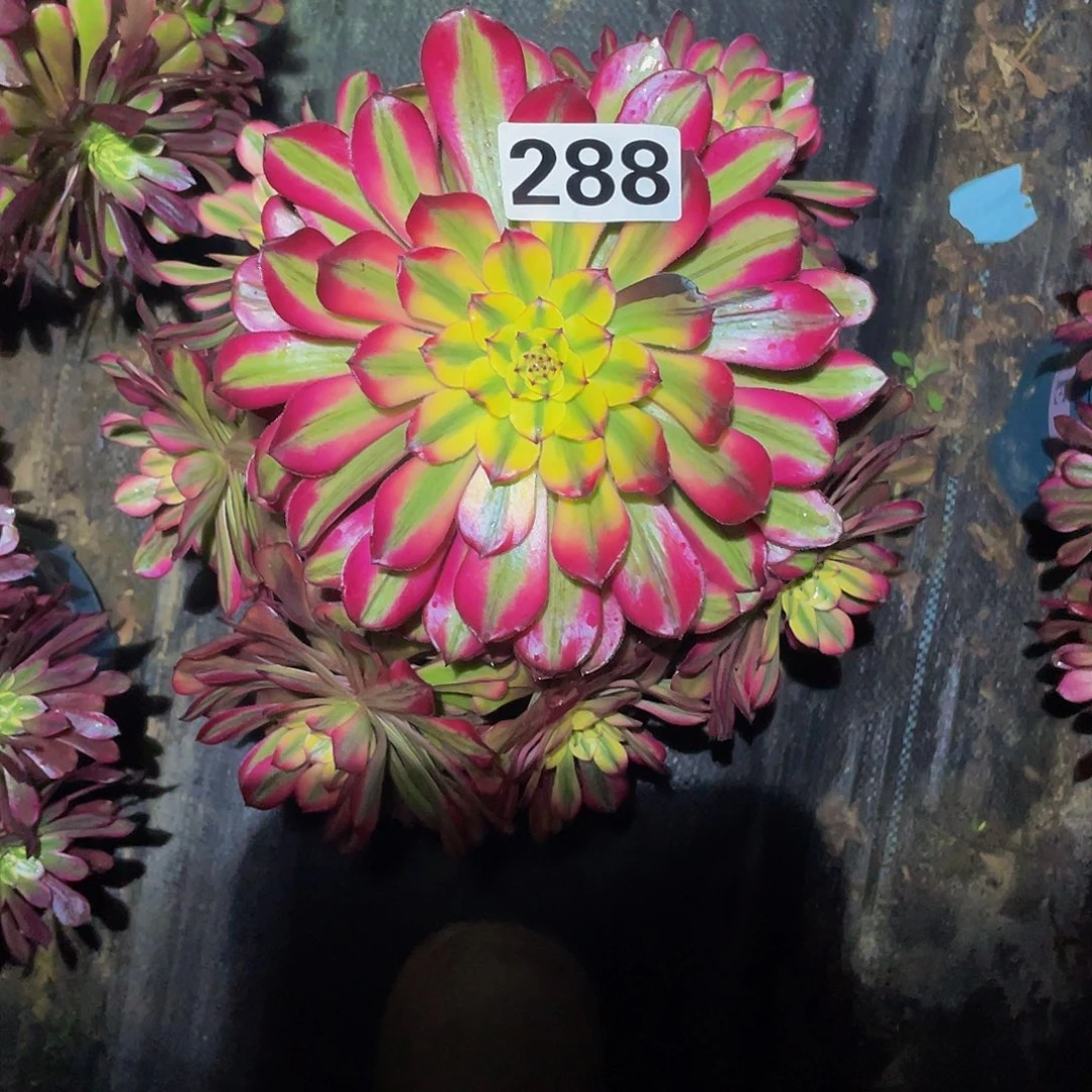 多肉法师288号粉月婵发货不包损