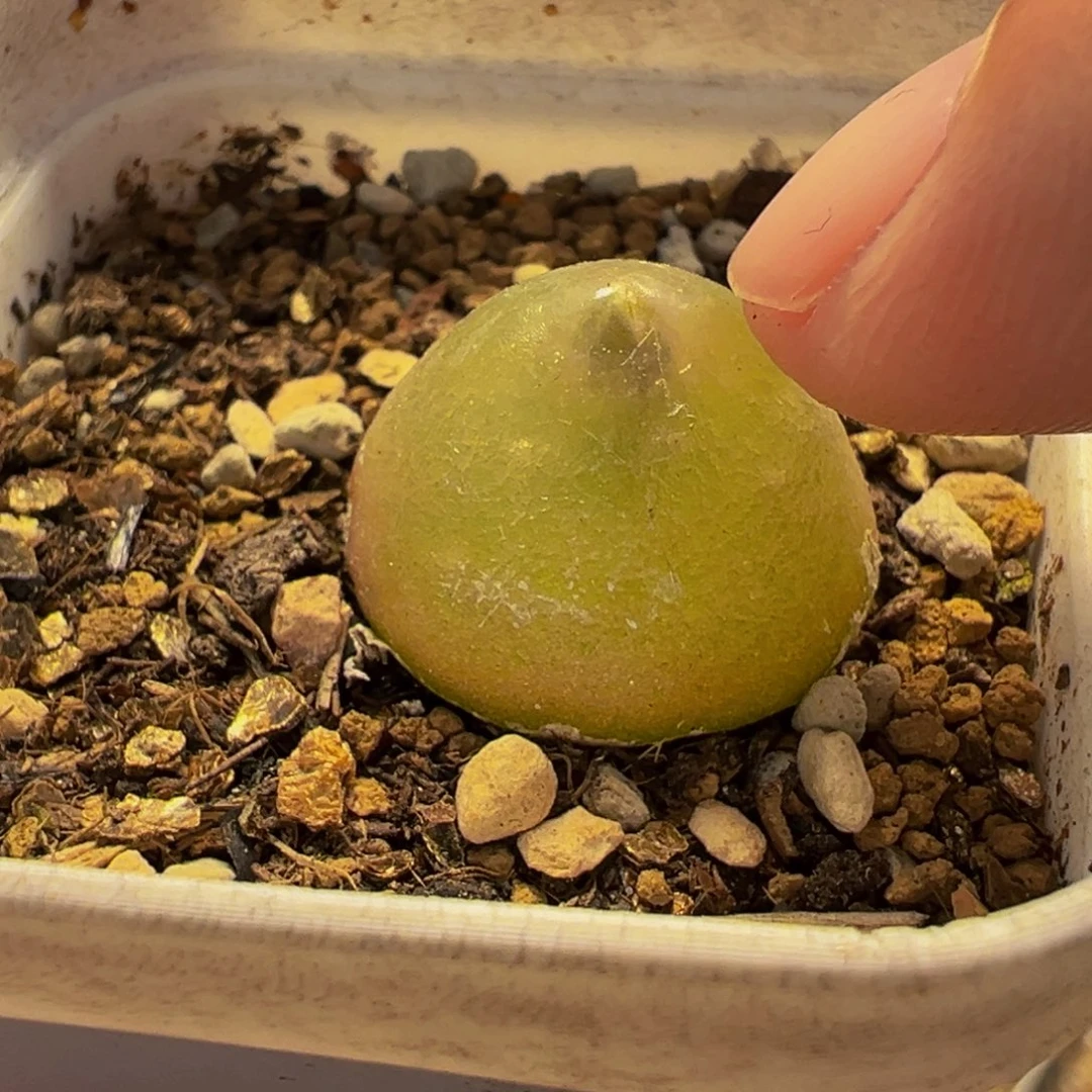 741多肉植物种类多样