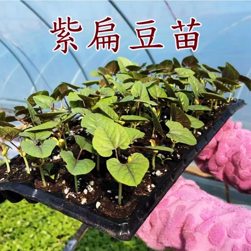 紫红扁豆苗秧苗带土紫眉豆苗早熟高产紫茶豆苗绿眉豆苗猪耳朵豆角