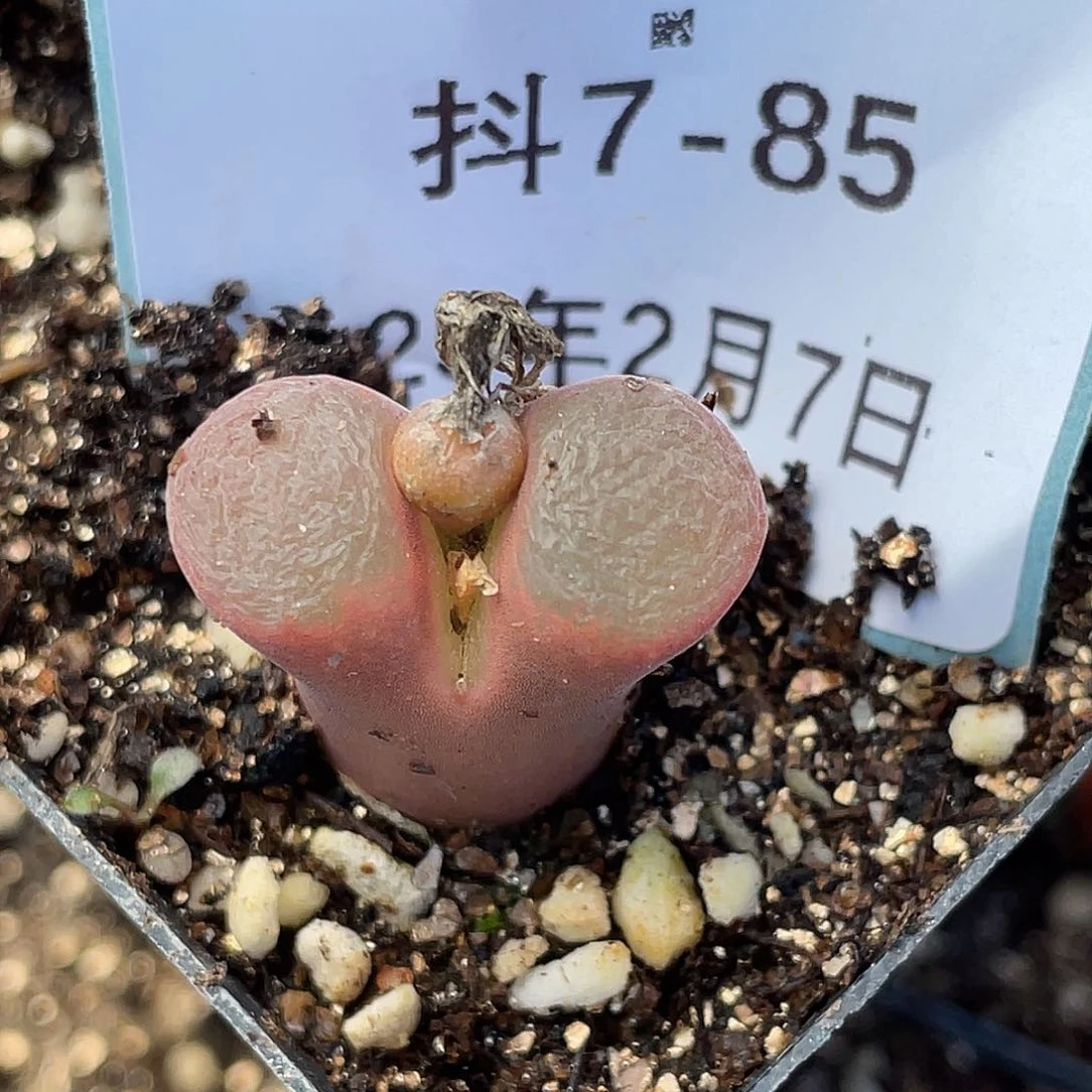 7-85红风铃多肉植物