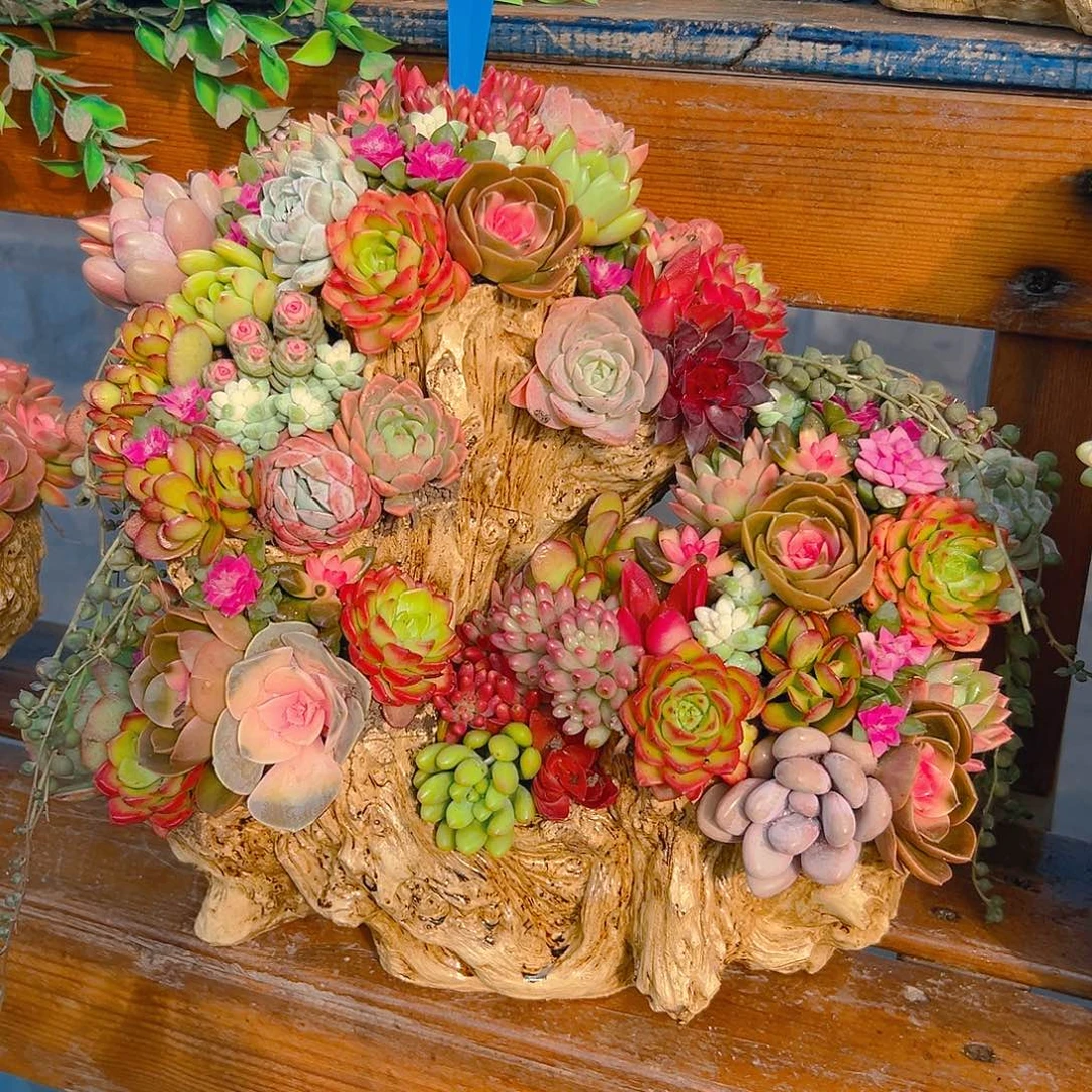 十全十美多肉组合花园