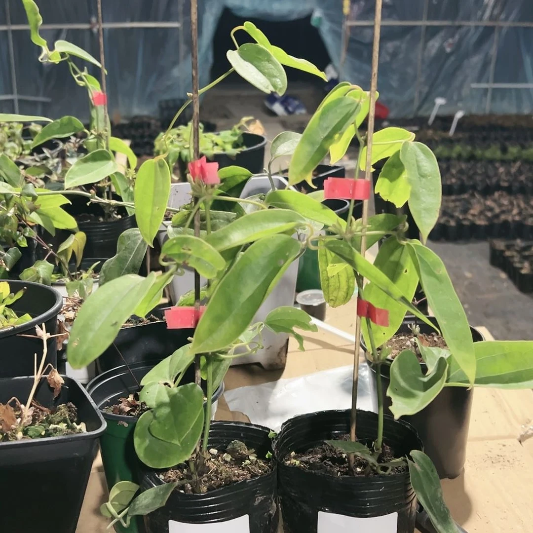 苹果花2棵小苗哈哈哈哈哈