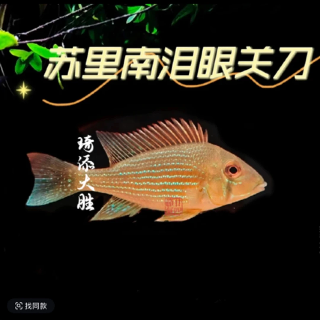 鱼乐圈 苏里南泪眼关刀南美小型热带淡水观赏鱼