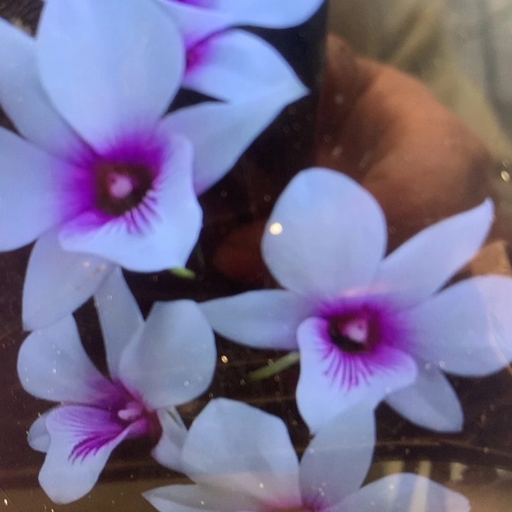 完全开放誓言3个前路苗