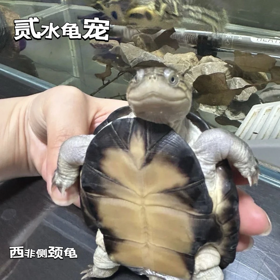 西非侧颈龟活体沼泽龟深水可爱活体
