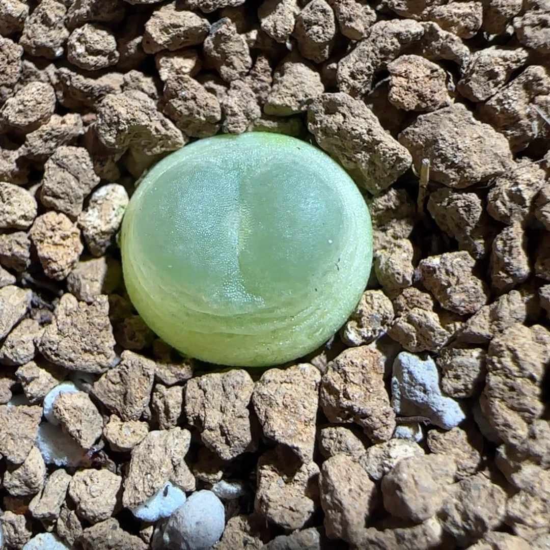 肉锥多肉植物组合-sh1200拉登1548