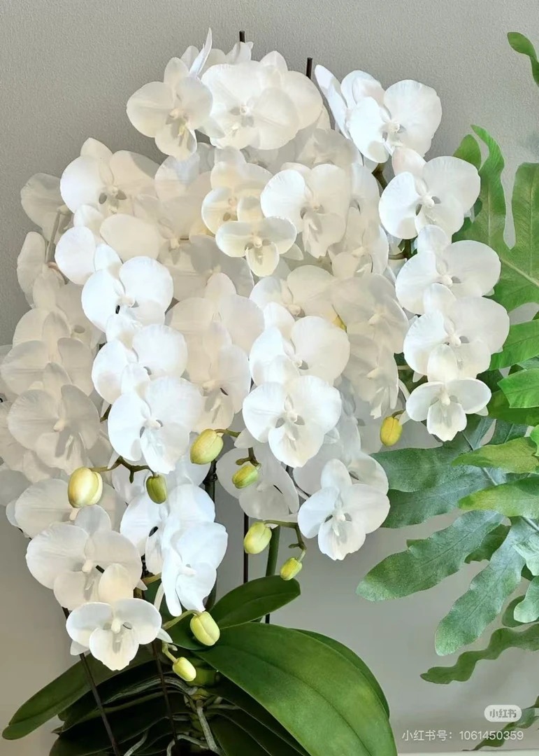 白天鹅 蝴蝶兰 3.5寸大杯 未出剑