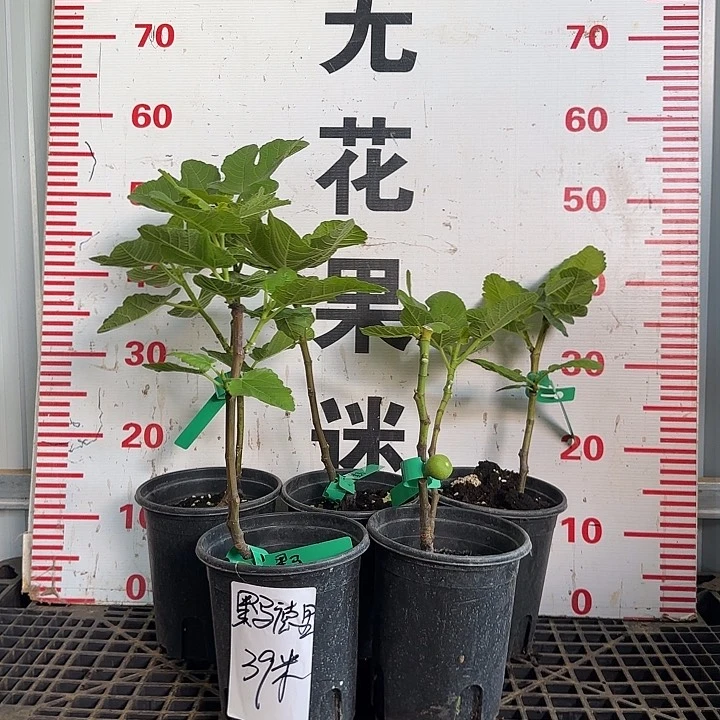 当前无花栽培后可以开花黑马德里无花果树苗