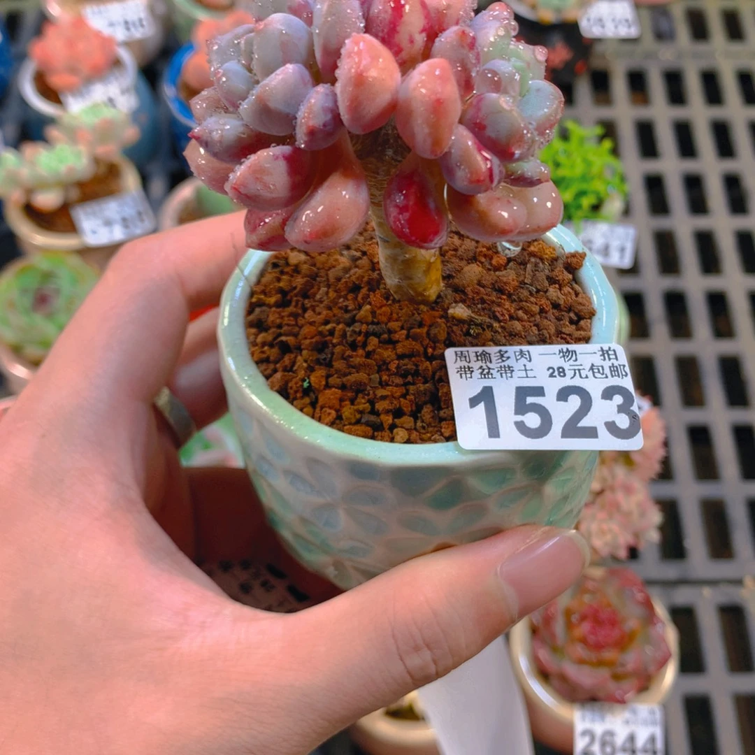 5厘米盆精控多肉1523