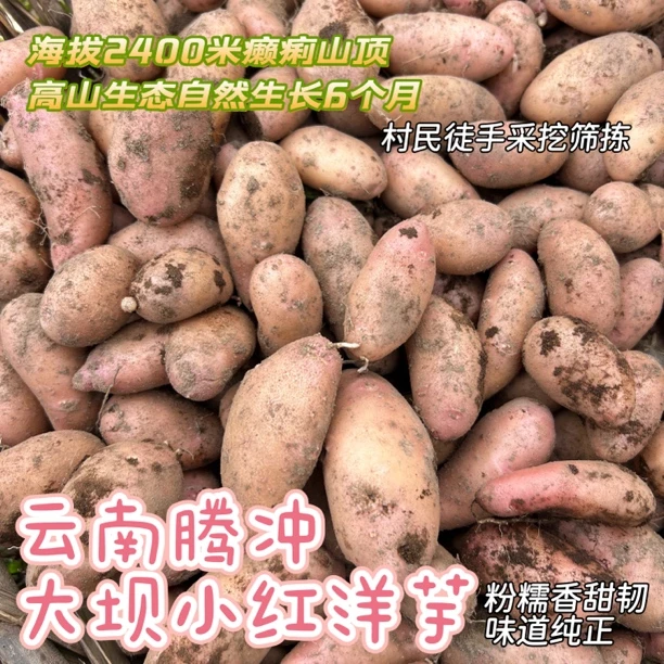 云南腾冲勐新大坝小红皮洋芋癞痢山高山老品种粉糯香甜小土豆