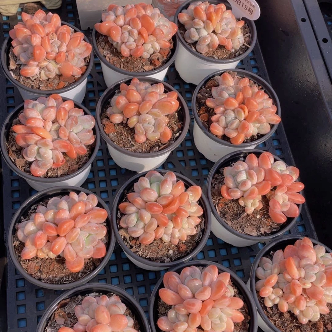 量拍19号丽芙美人群生老桩一个