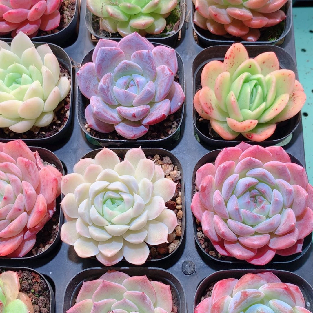 21-量拍品质保证多肉带盆16颗全单头